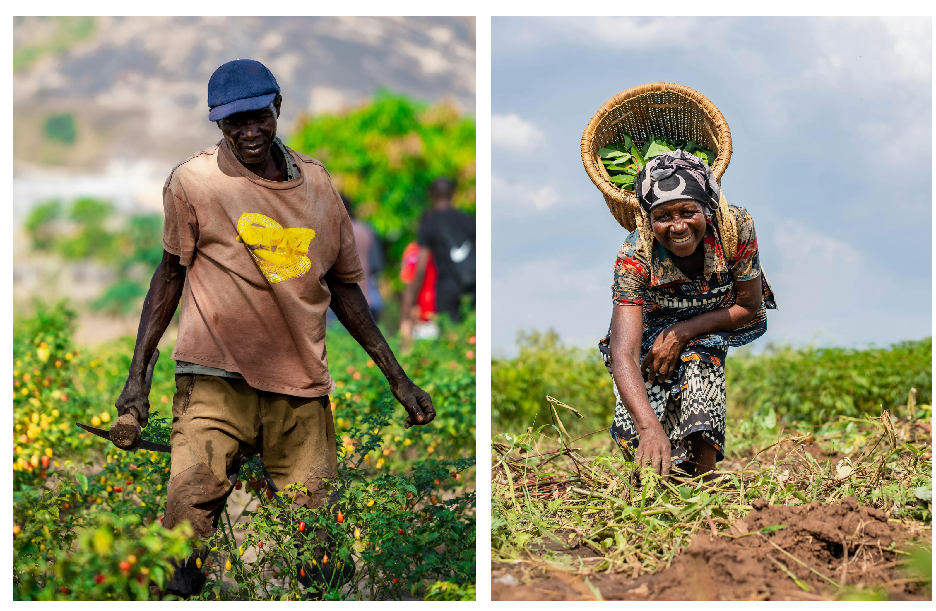 Help Farmers Thrive through Vegetable Production