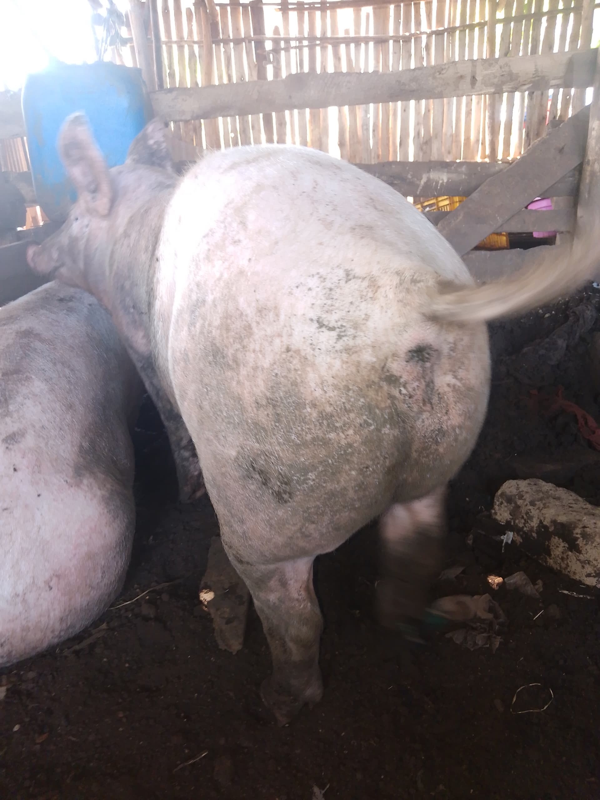 Set up a Community Piggery Farm for 100 in Uganda