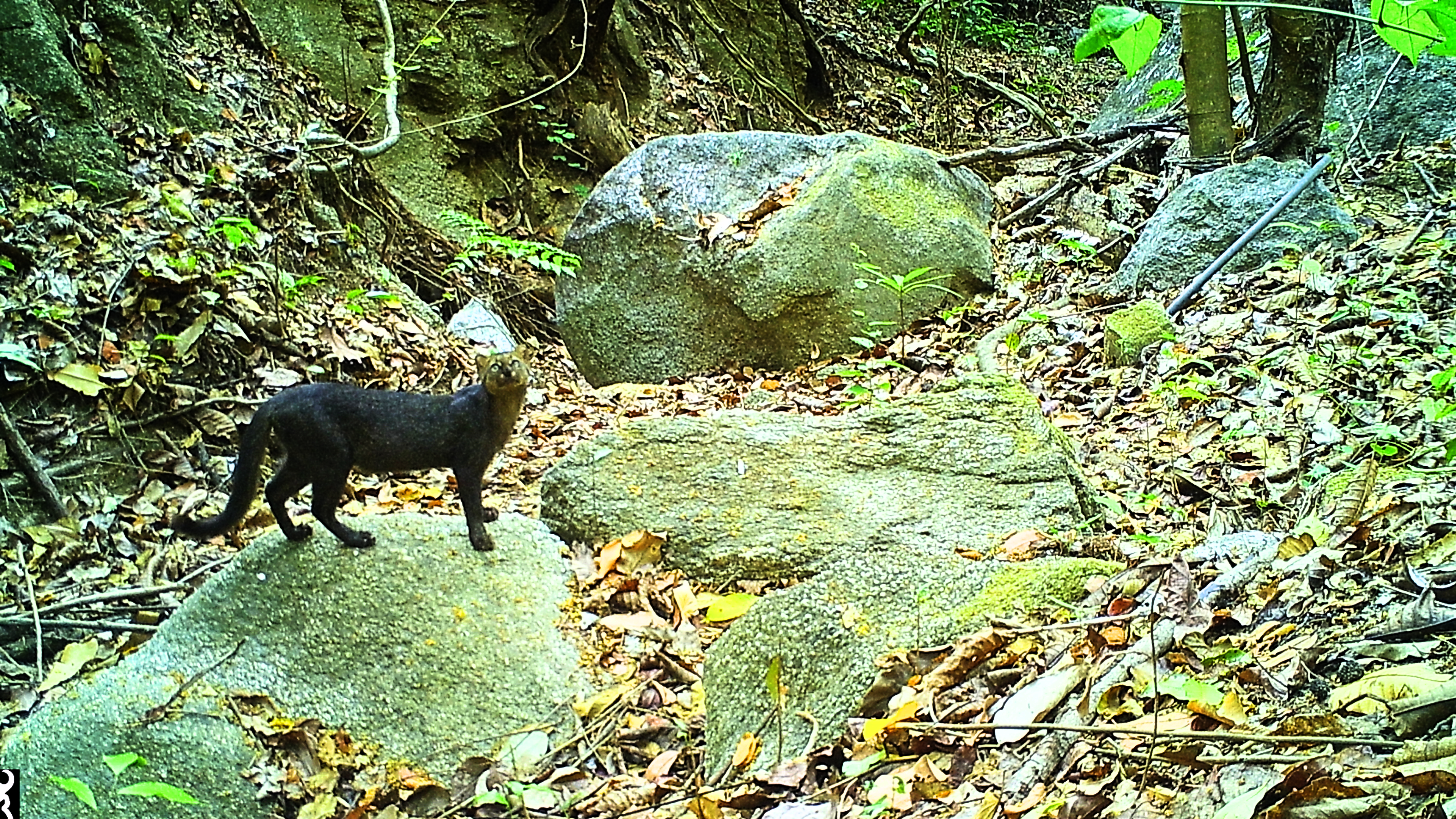 Protection of sacred space of Cerro la Tortuga