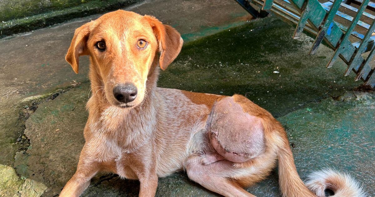 Save India's Street Dogs This Giving Tuesday