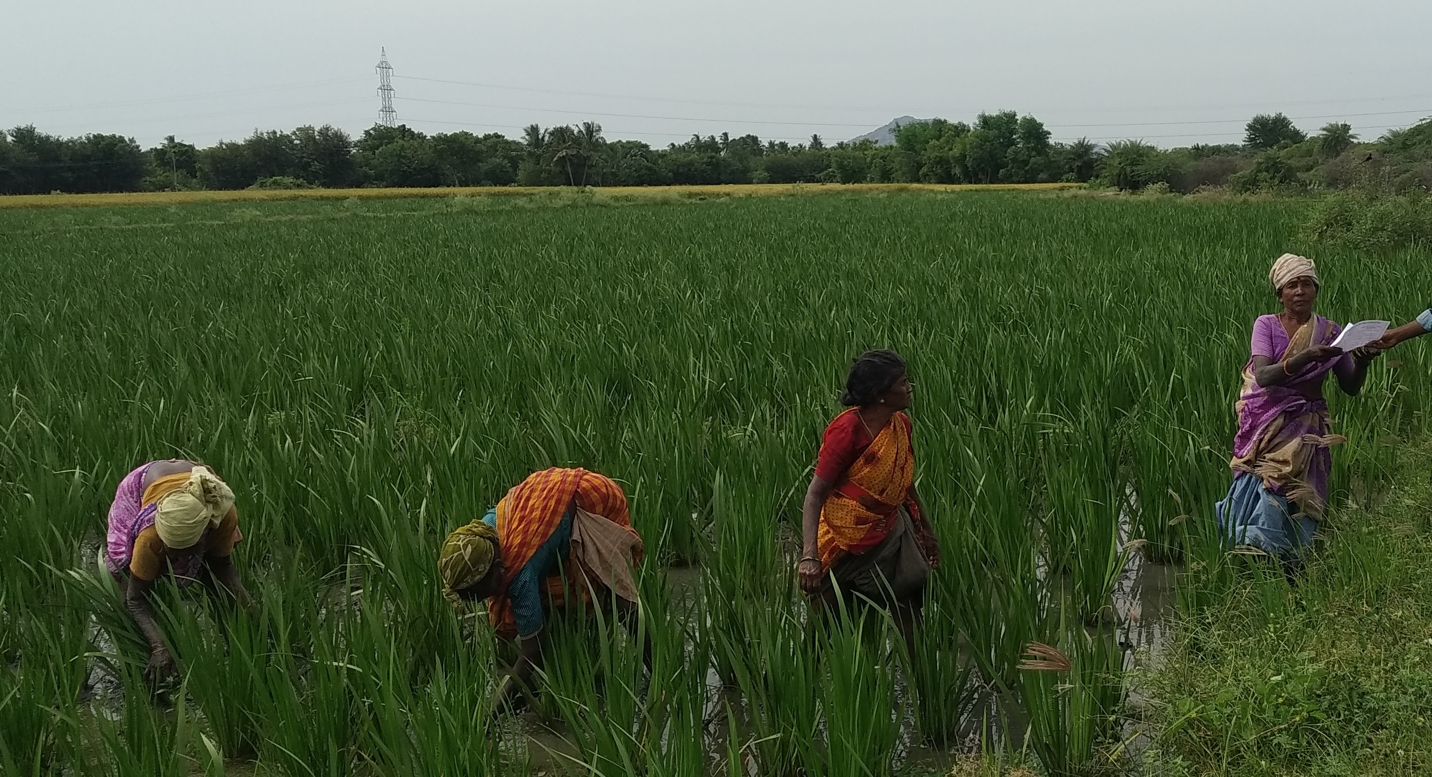 Empower WOMEN FARMERS in rural & tribal community