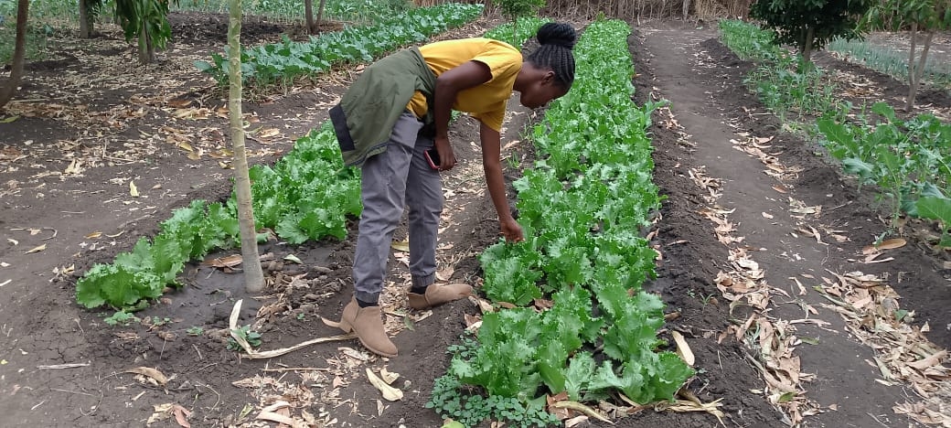Buy Seeds to Feed A Family in Mozambique