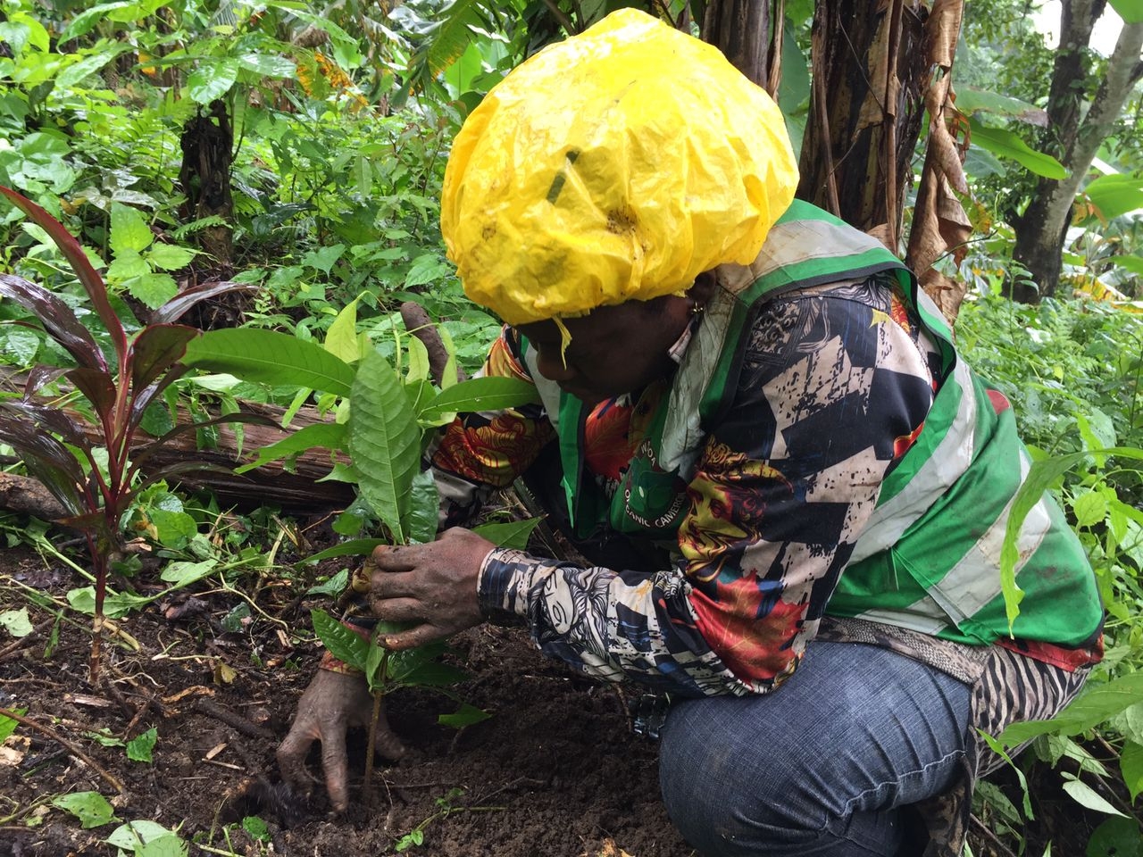 Train 20 youths to heal Cameroon's soil