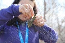 Support Bird Research - Save Migratory Birds Today