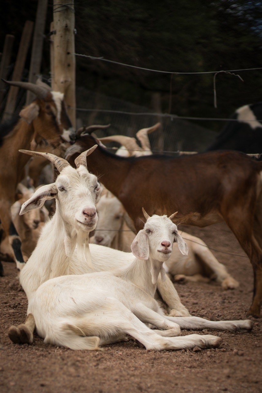 Expand the Sanctuary to save more animals