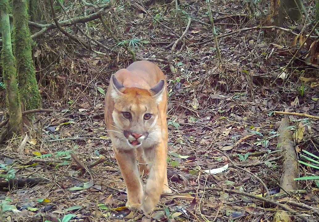 Atlantic Forest Biodiversity Monitoring