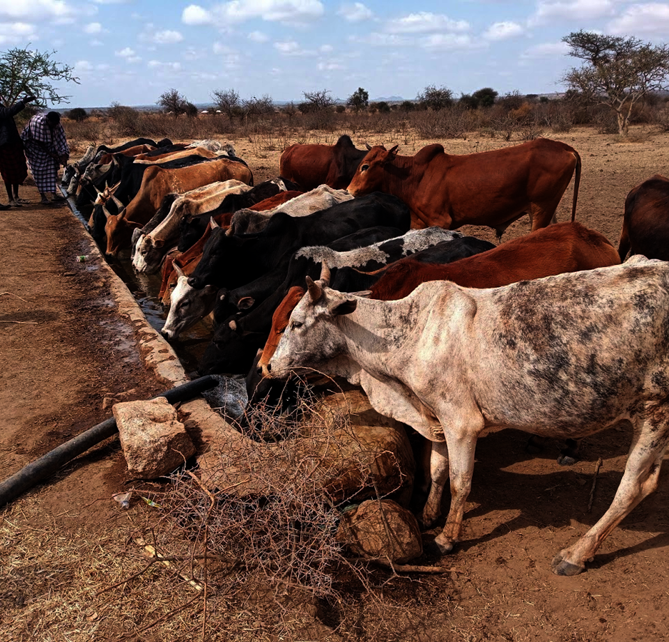 Upgrade water access for >2000 Maasai villagers