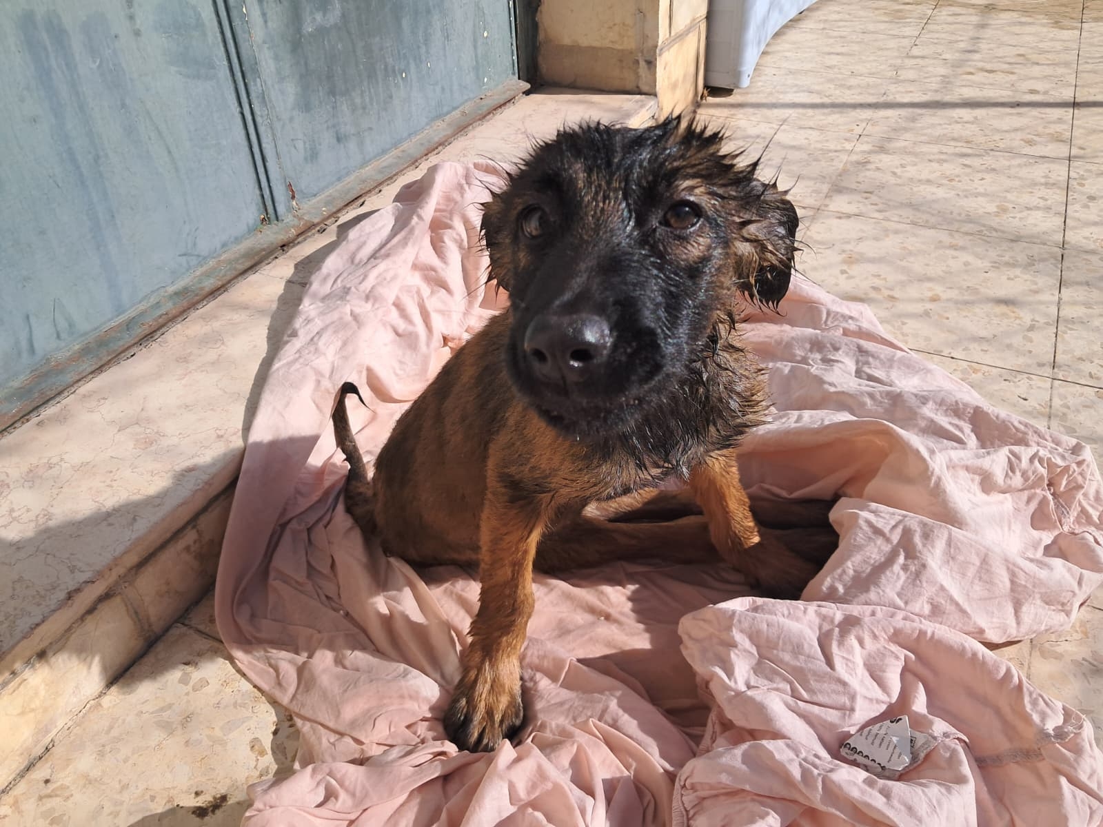 Help animals in Bethlehem with our Emergency Fund