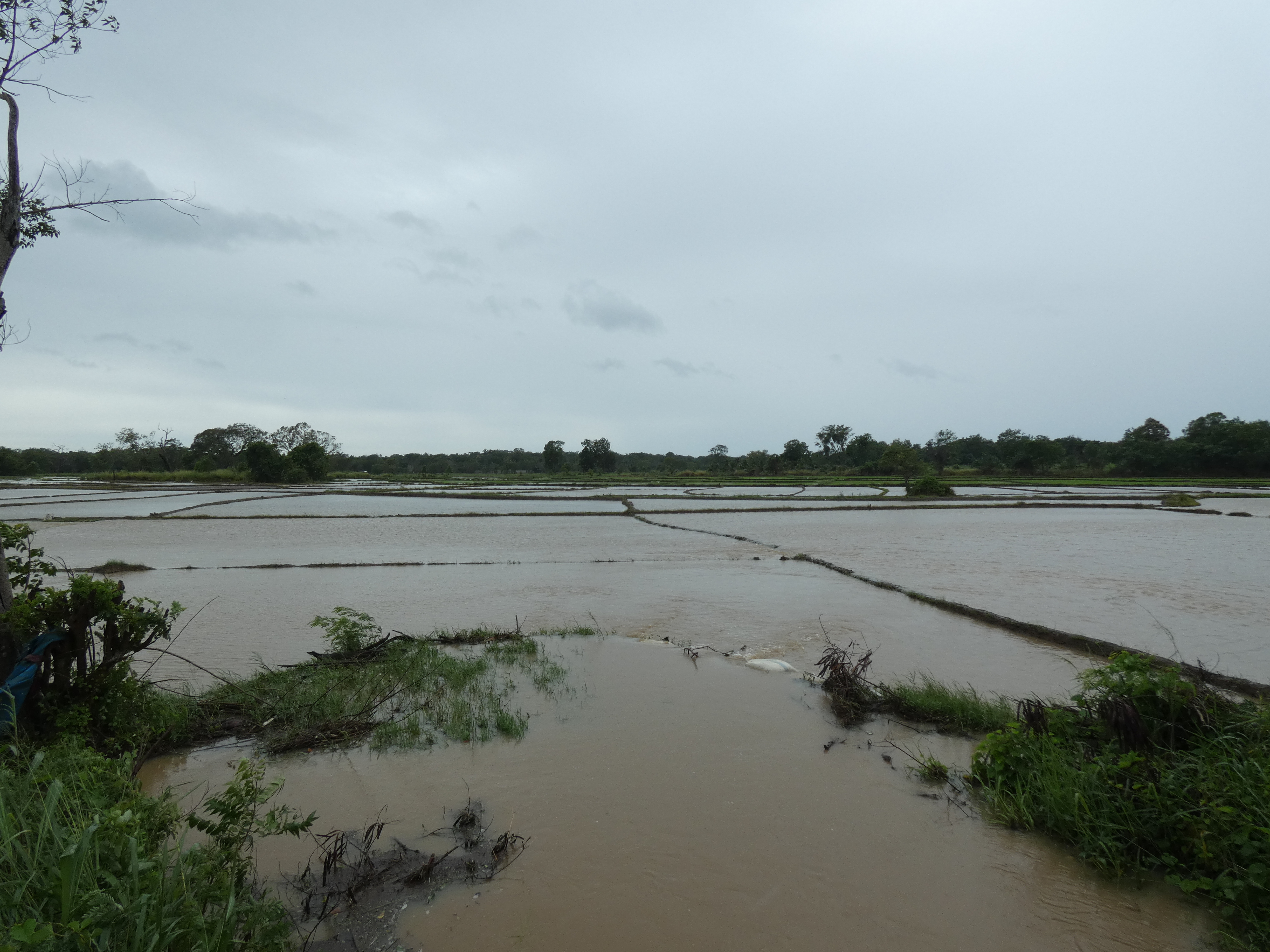 Flood Recovery Sri Lanka: Relief for farmers
