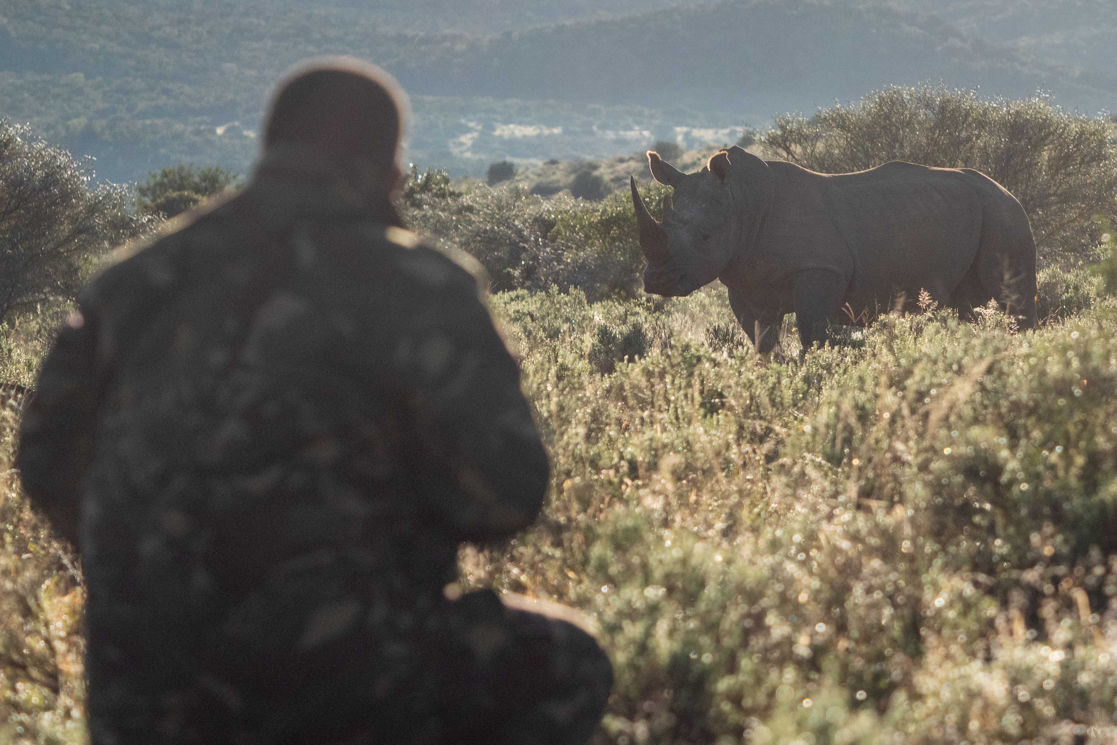Rhinoplasty For Rhinos
