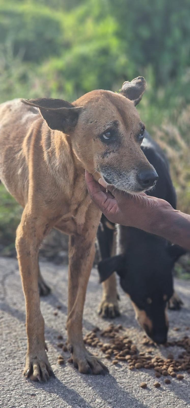 Save Curacao's Stray Dogs - Prevention & Rescue