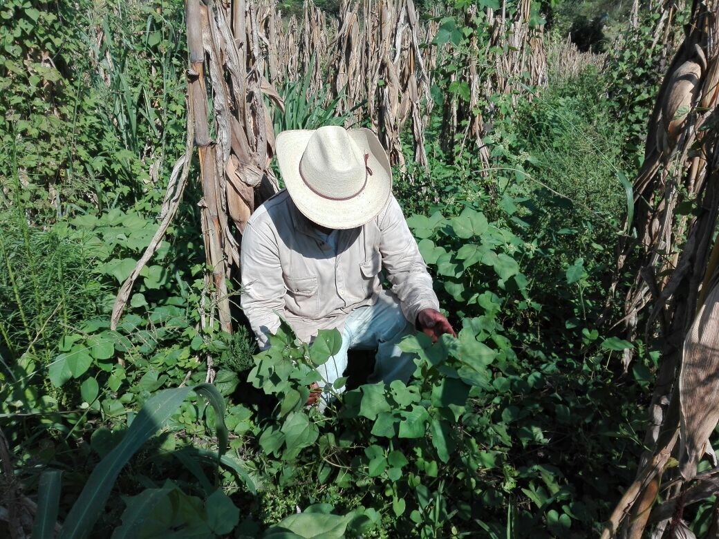 Native Colored Cotton Conservation in Oaxaca