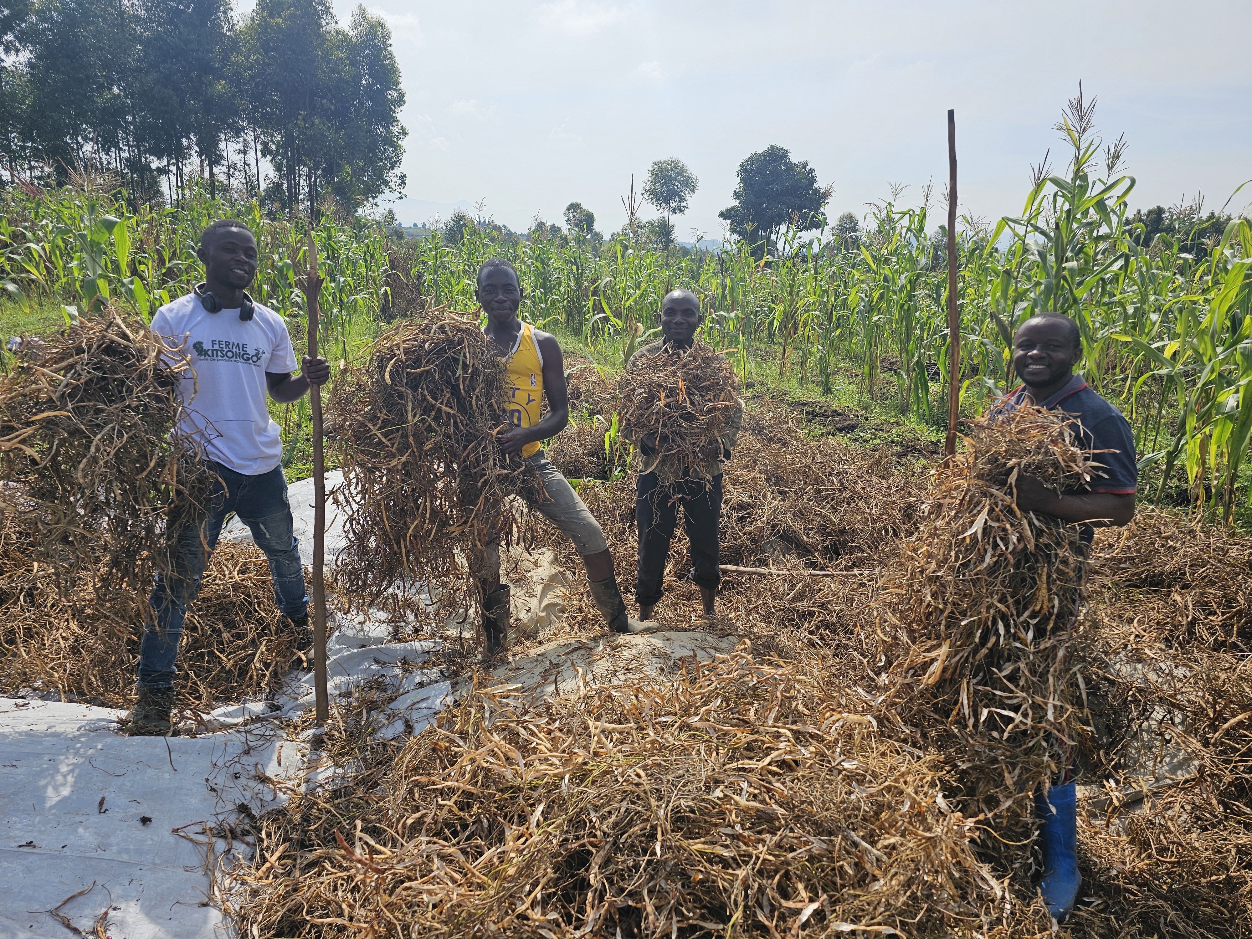 Farming for Community Affected by war in D.R.C
