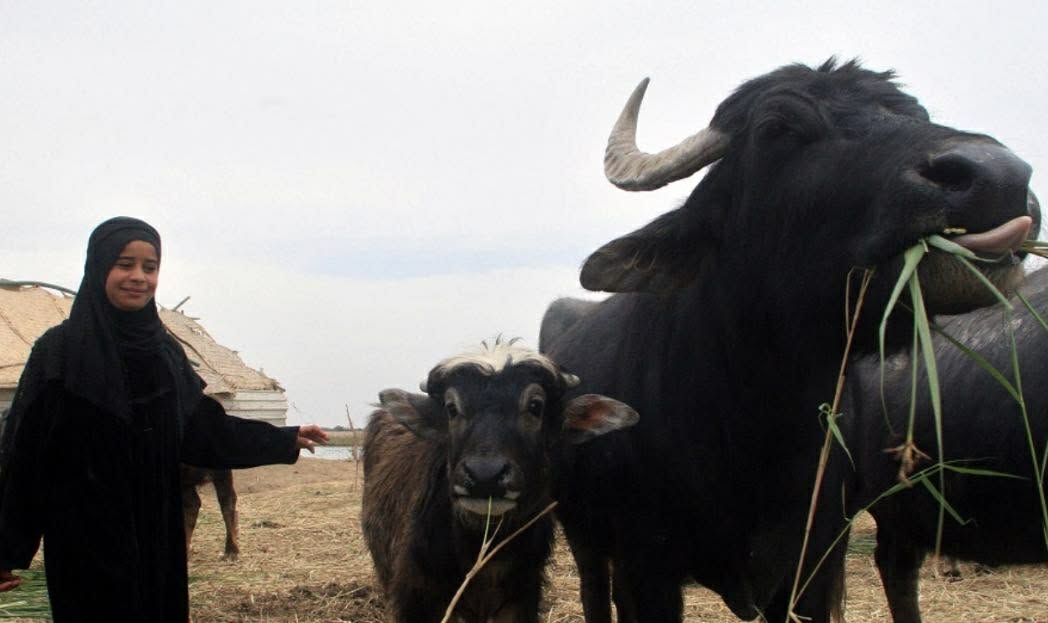 Help save the buffalo habitat in iraq