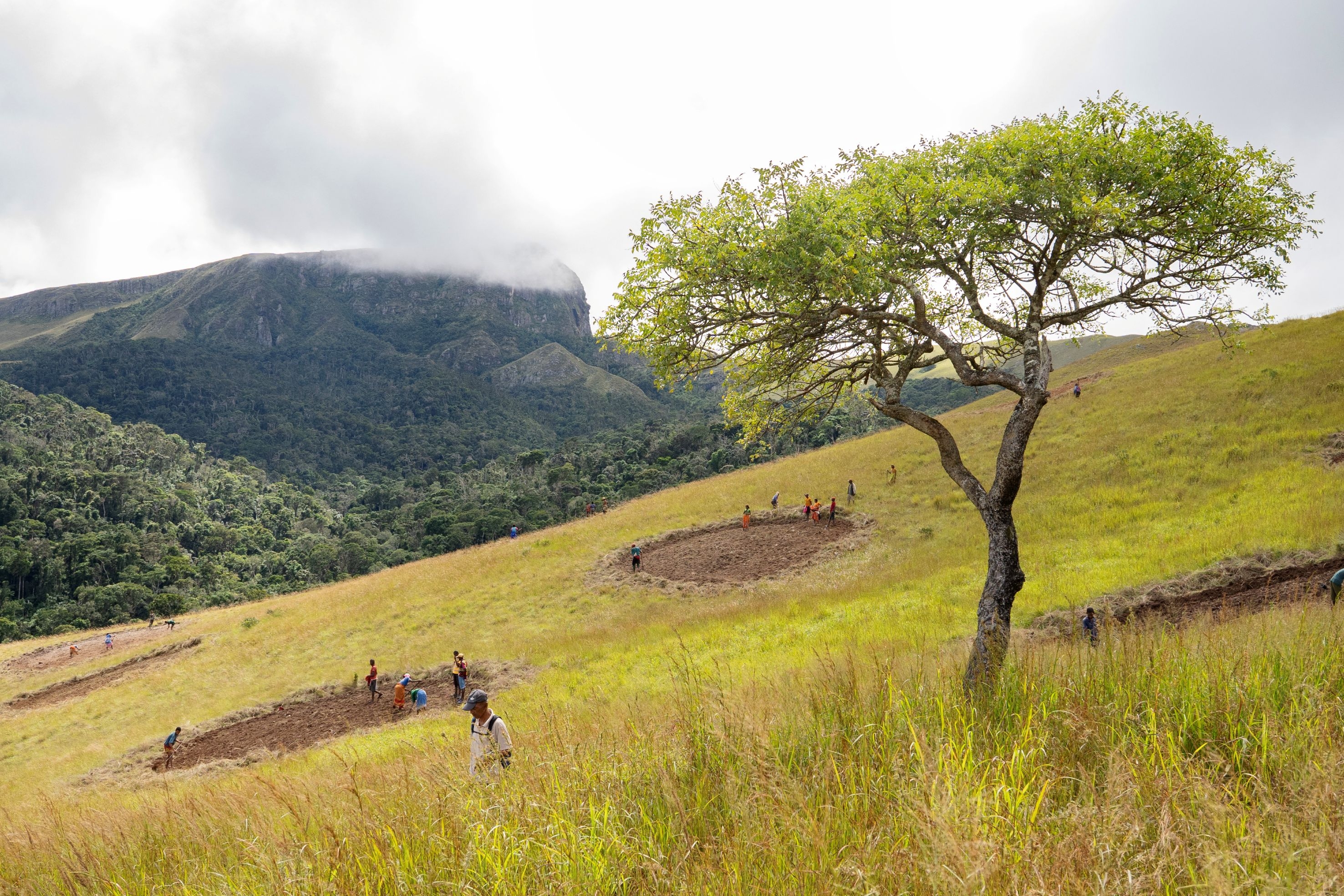 Community Rainforest Restoration in Madagascar