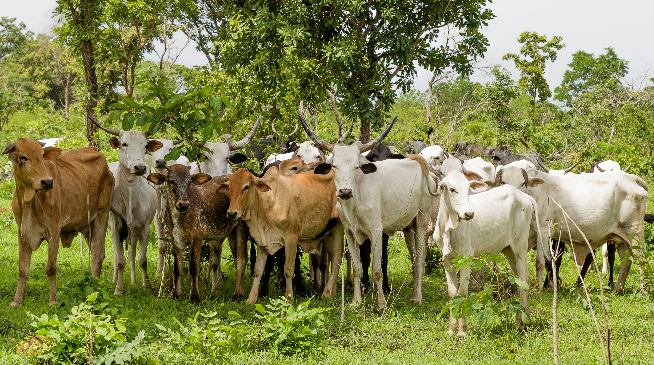 Veterinary Care for 500 Livestock in Kano