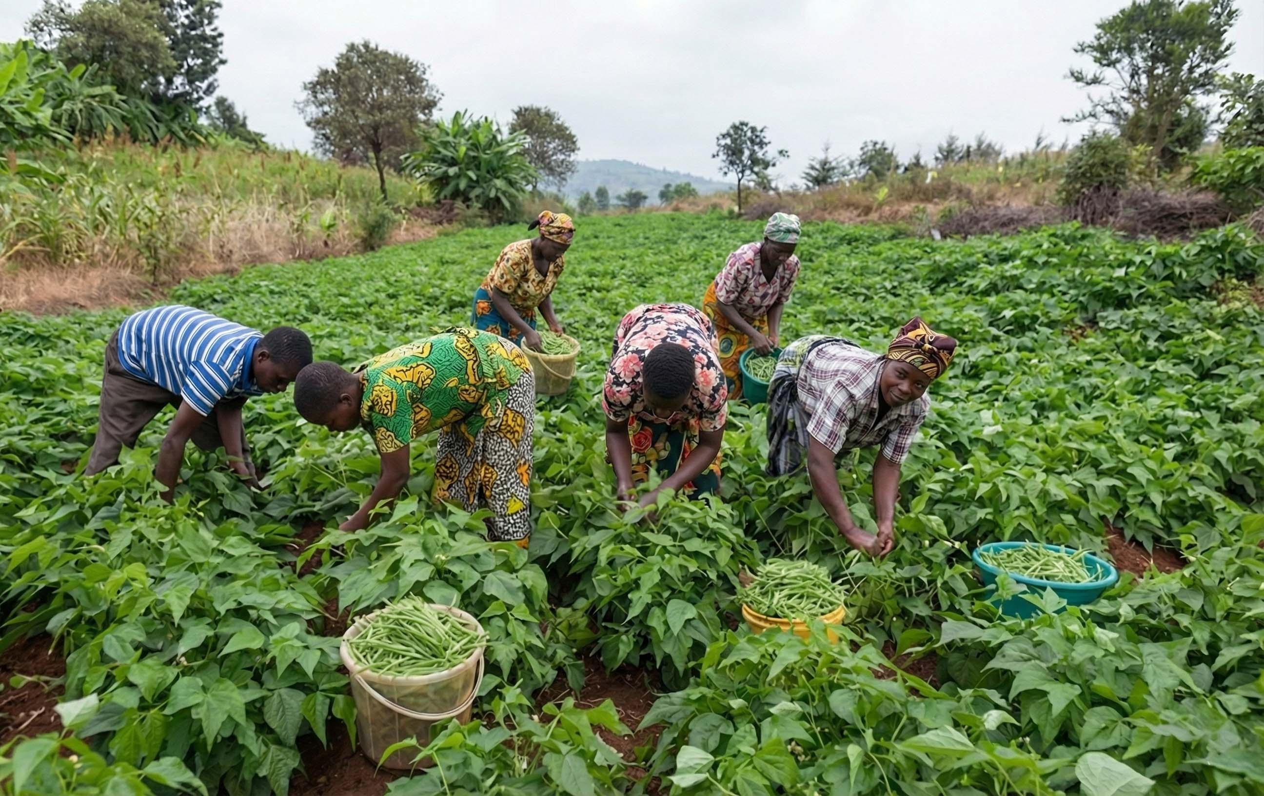 Farm Support Program for 500 Farmers in Kano