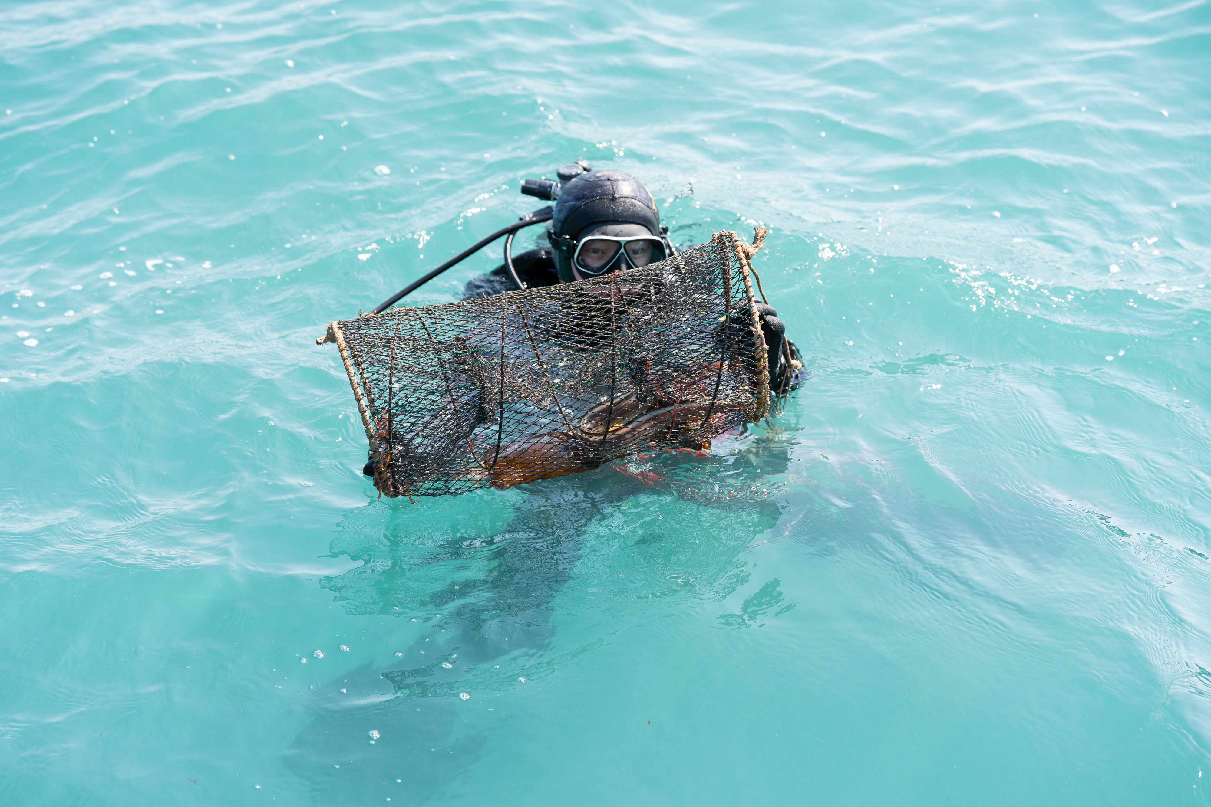 Keep Jeju's Ocean Alive: Protect Its Defenders