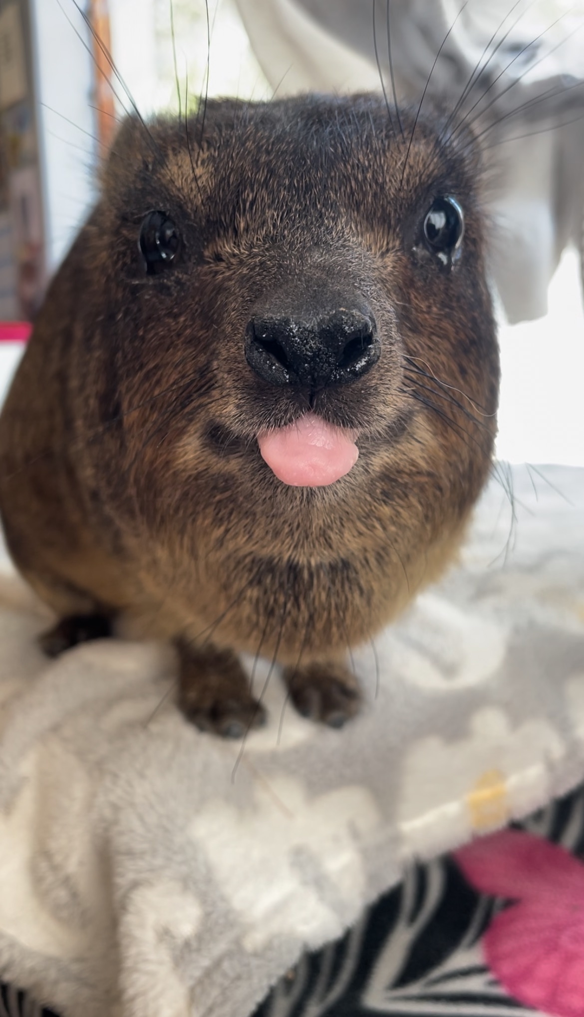 Giving Hyraxes Love, Care and Protection