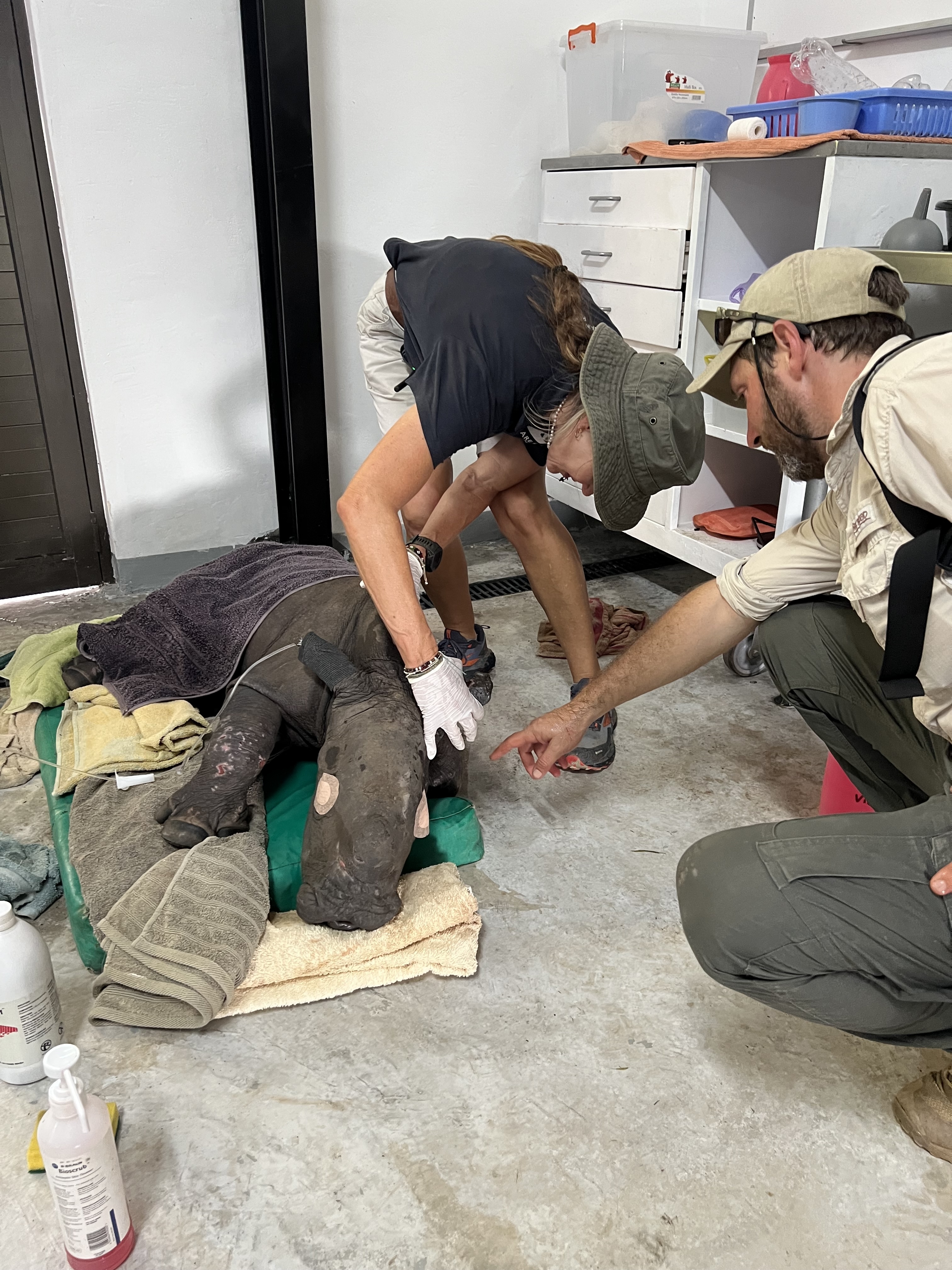 Critical Care Needed for 3 Rhino Orphans