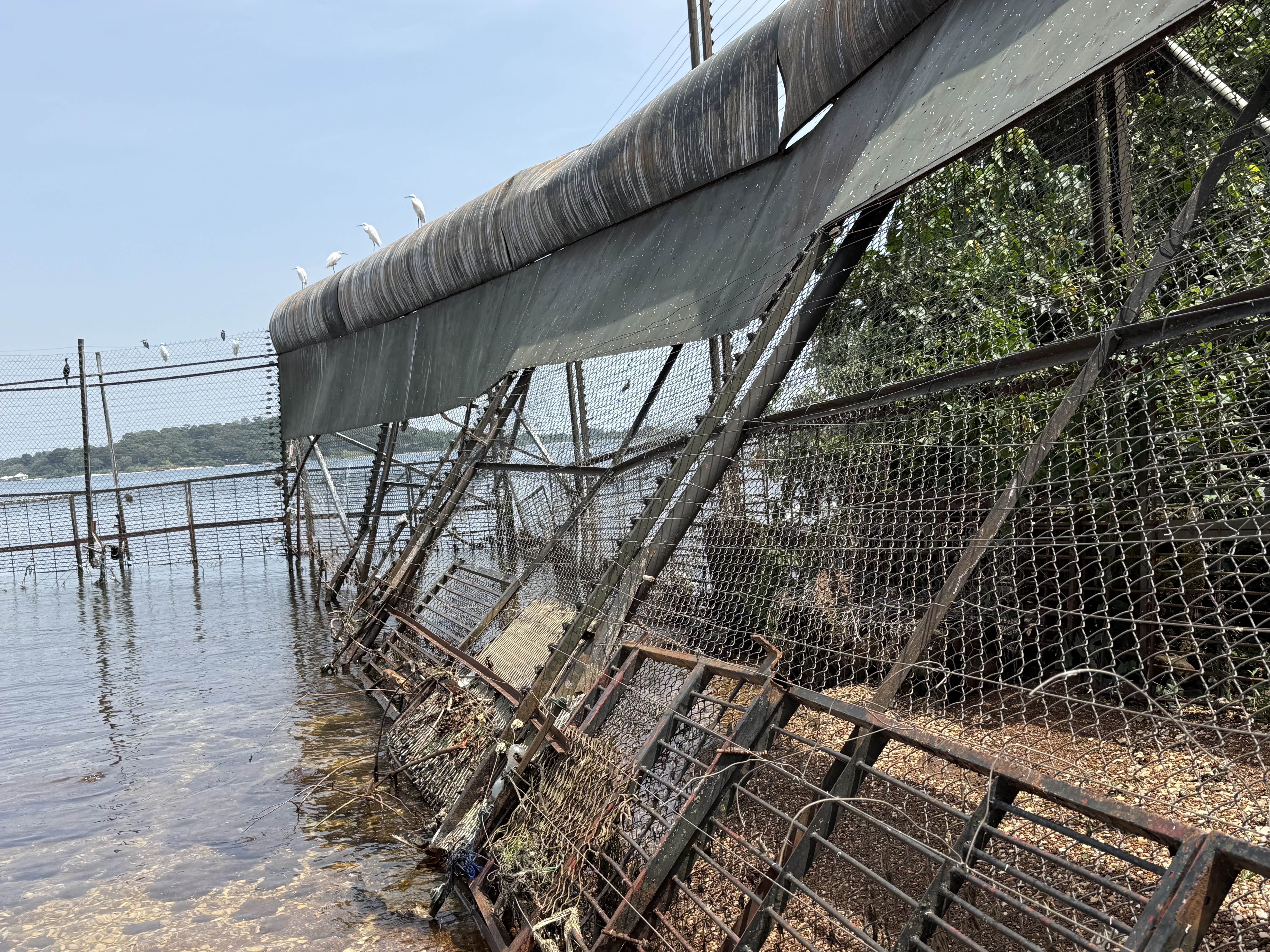 Emergency Repairs of the Chimpanzee Fence