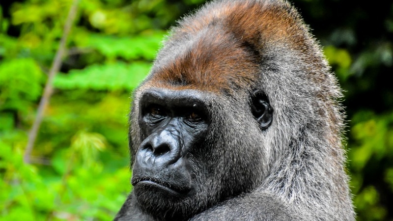 Protect the Last Cross River Gorillas of Nigeria