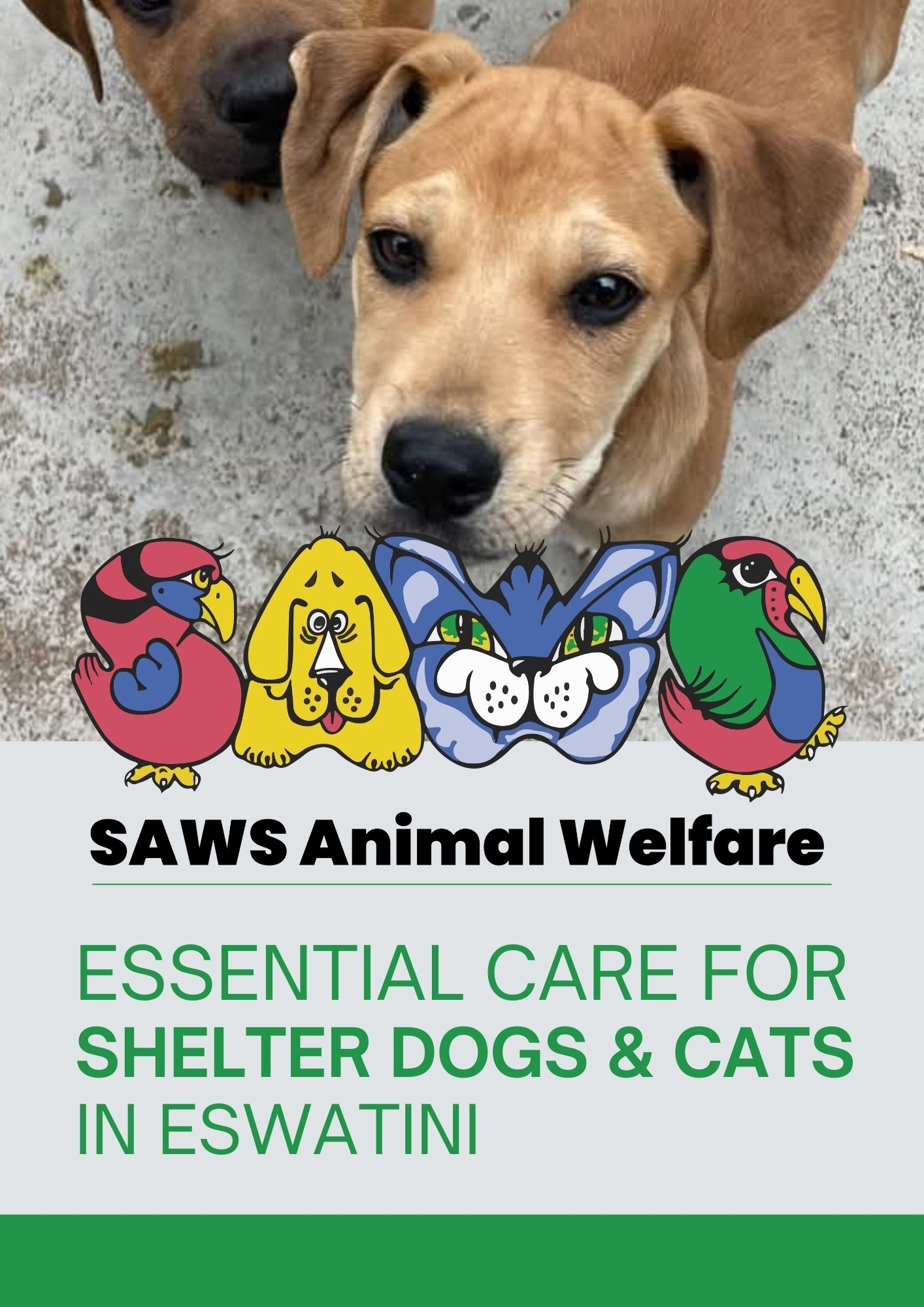Essential Care for Shelter Dogs & Cats in Eswatini