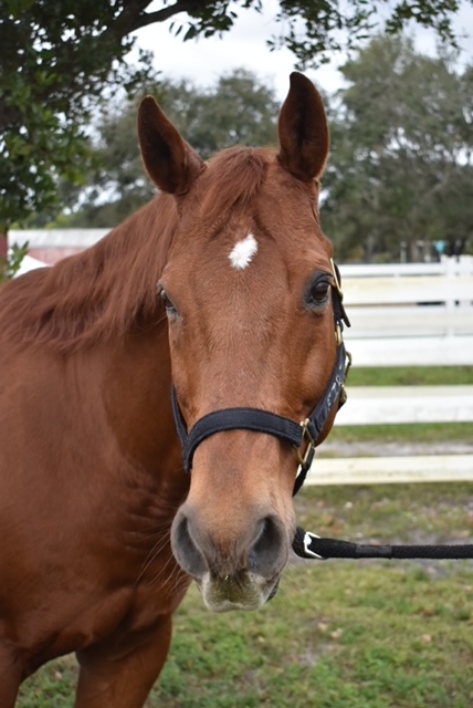 Fire's Well-Earned Retirement Journey