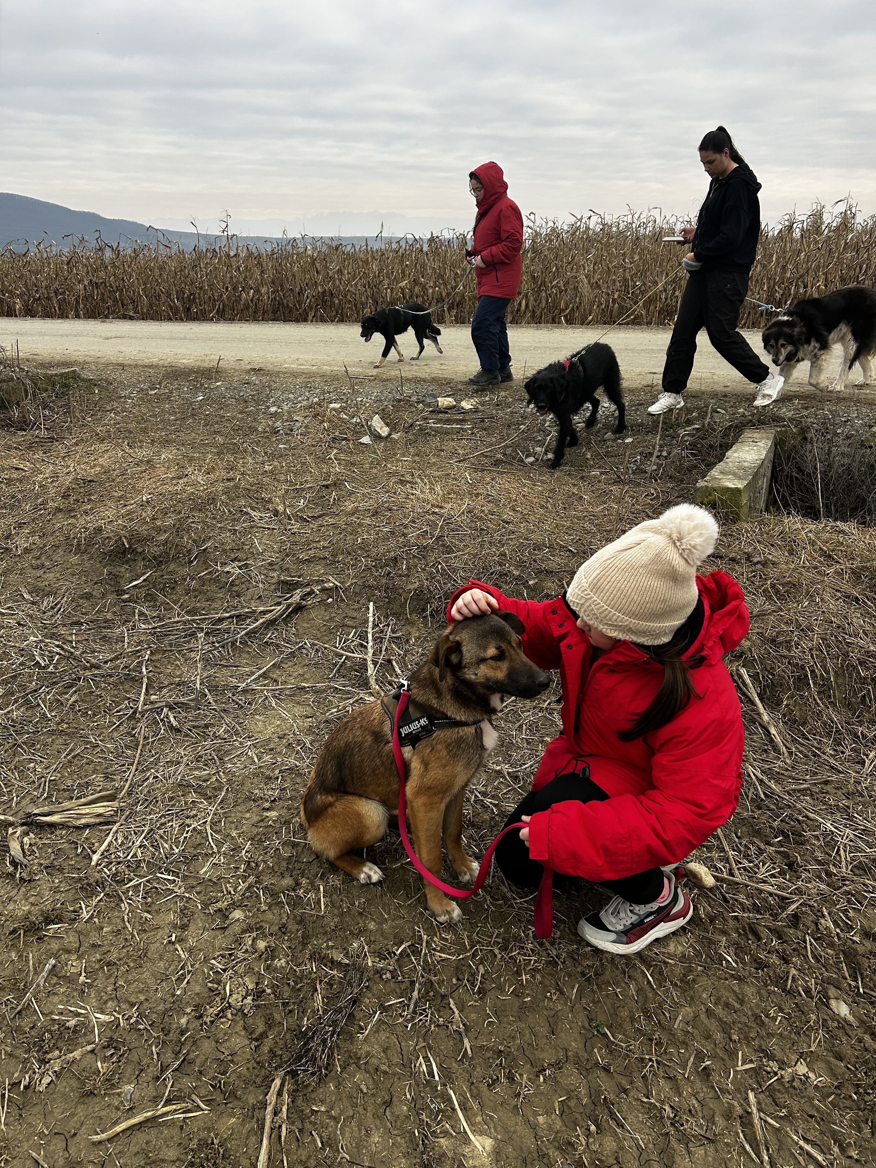 Safe Transport for Children and Rescued animals
