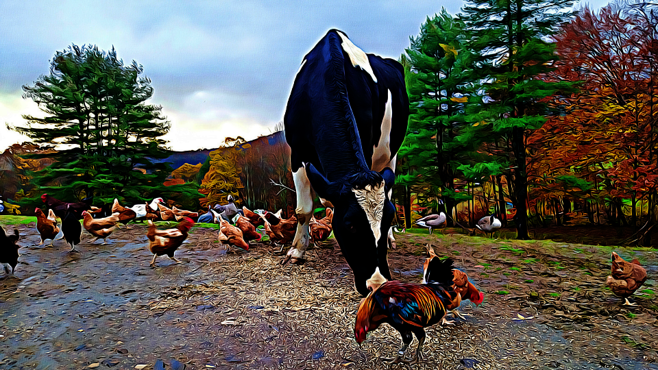 Fill the Feeders for Spring!