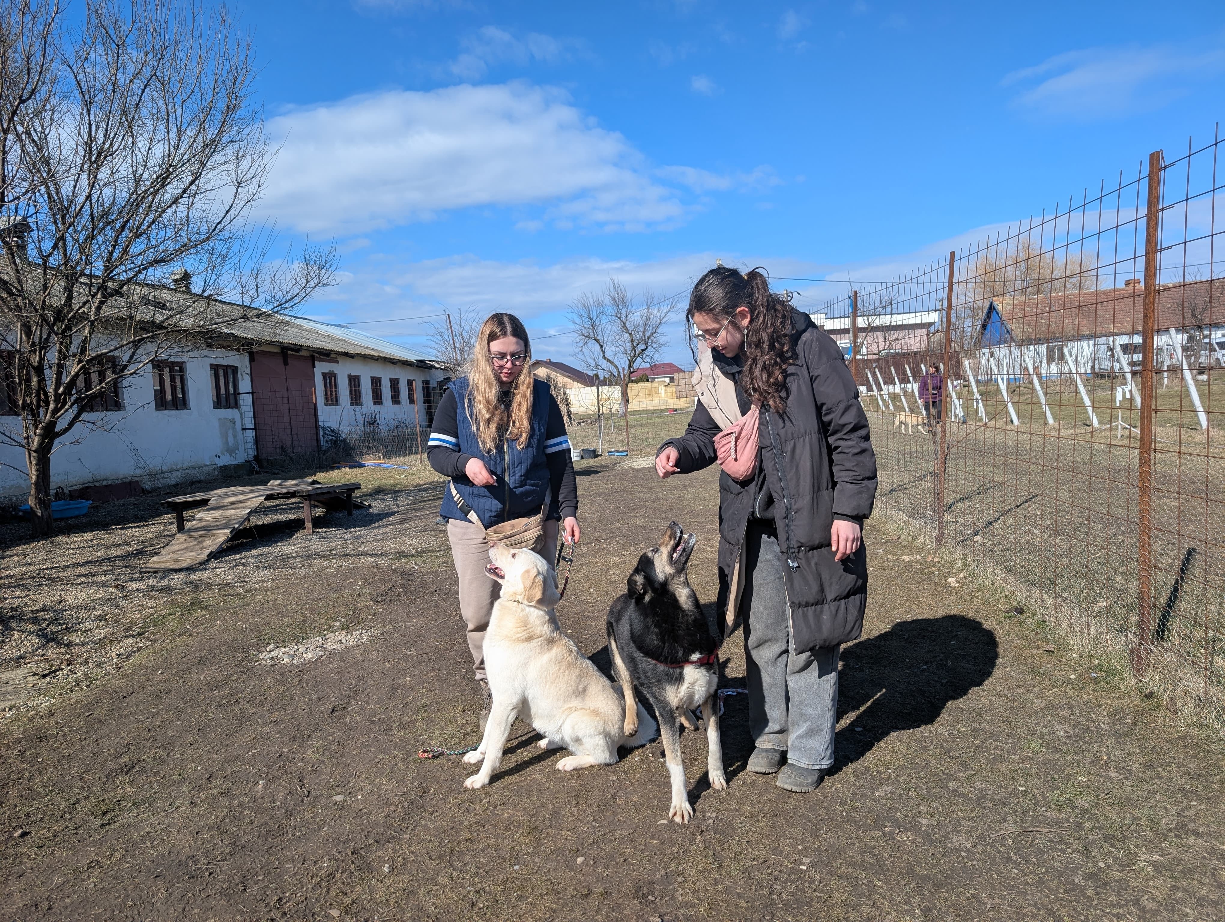 Rehabilitate 254 Traumatized Dogs for Adoption