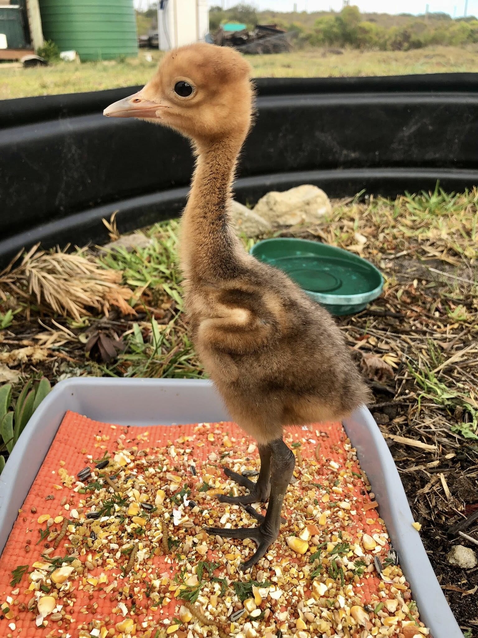 Nourish Nature's Needy in the Western Cape