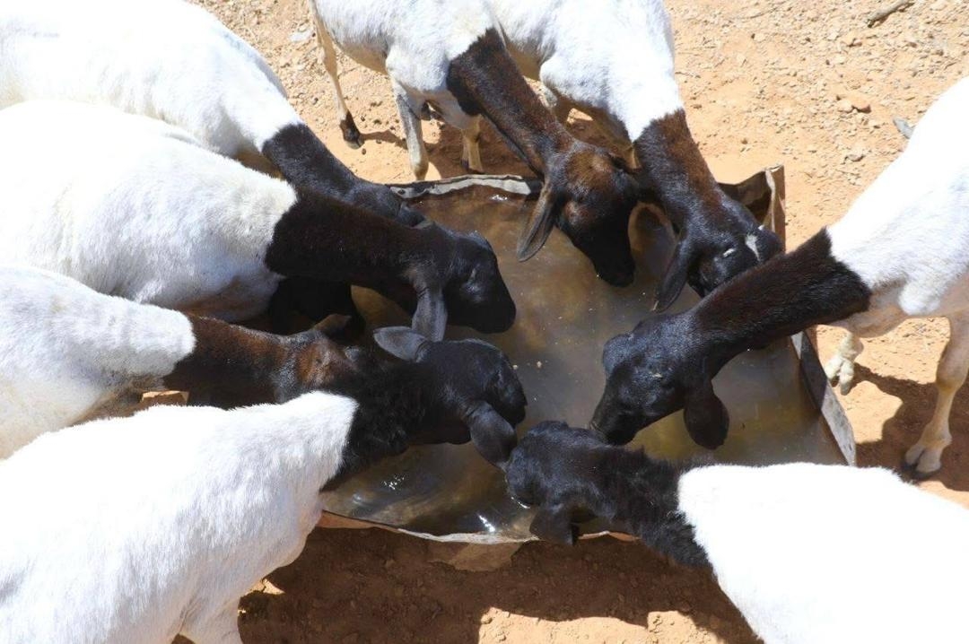 Hope for Drought-Affected Families in Somalia