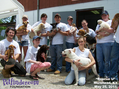 Help Students to Save Homeless Pets in the US