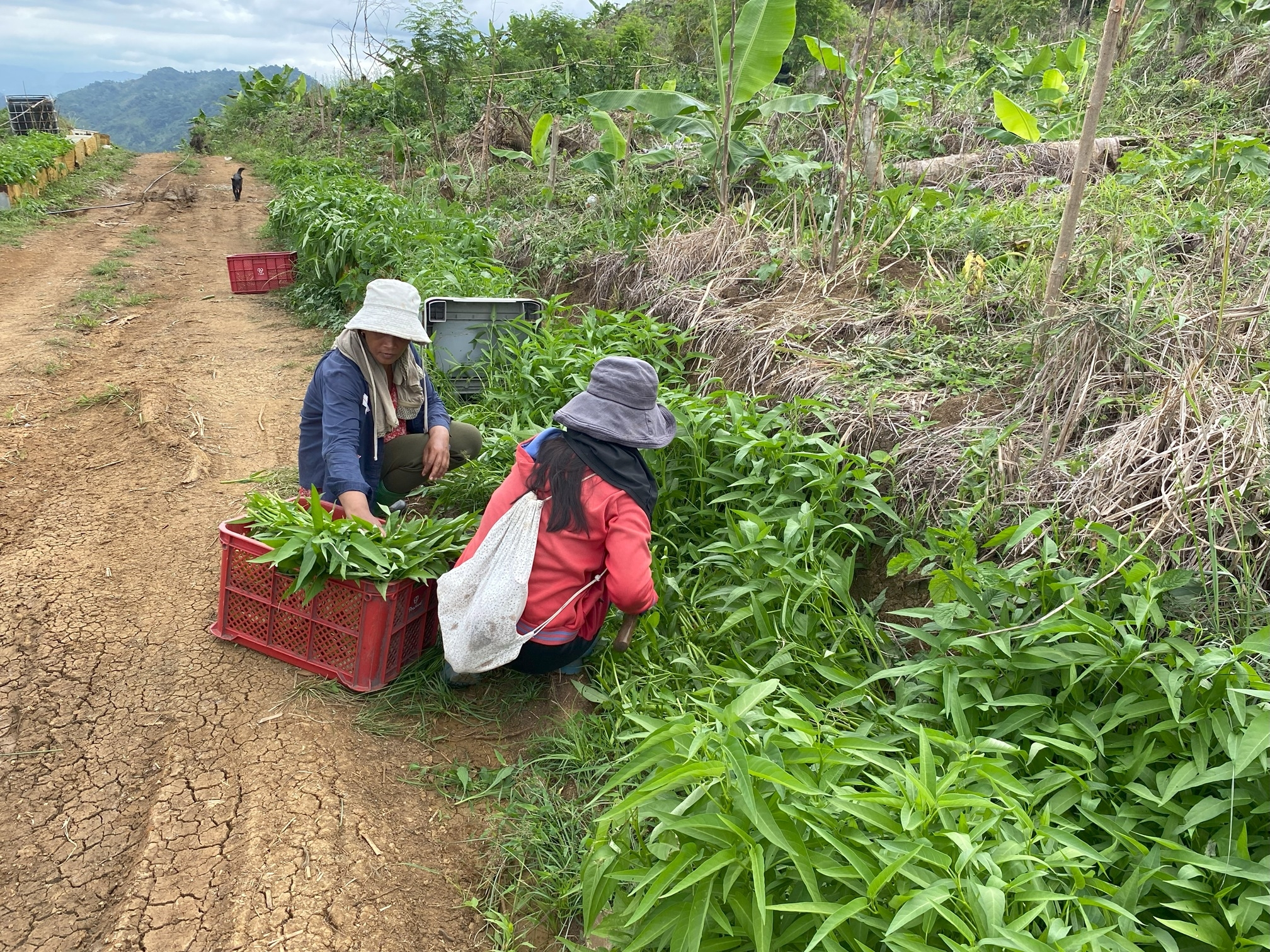 Help to Farmers affected by the Middle East Crisis