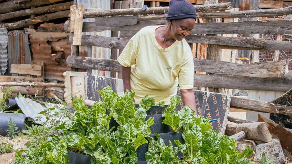 Sustainable Farming for Kenyan Farmers