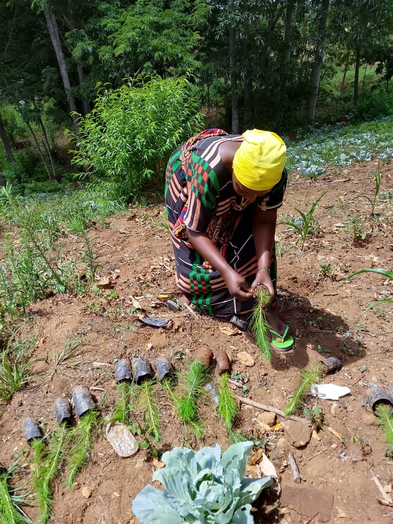 Empower 5000 Women with fruits trees in Korogwe.