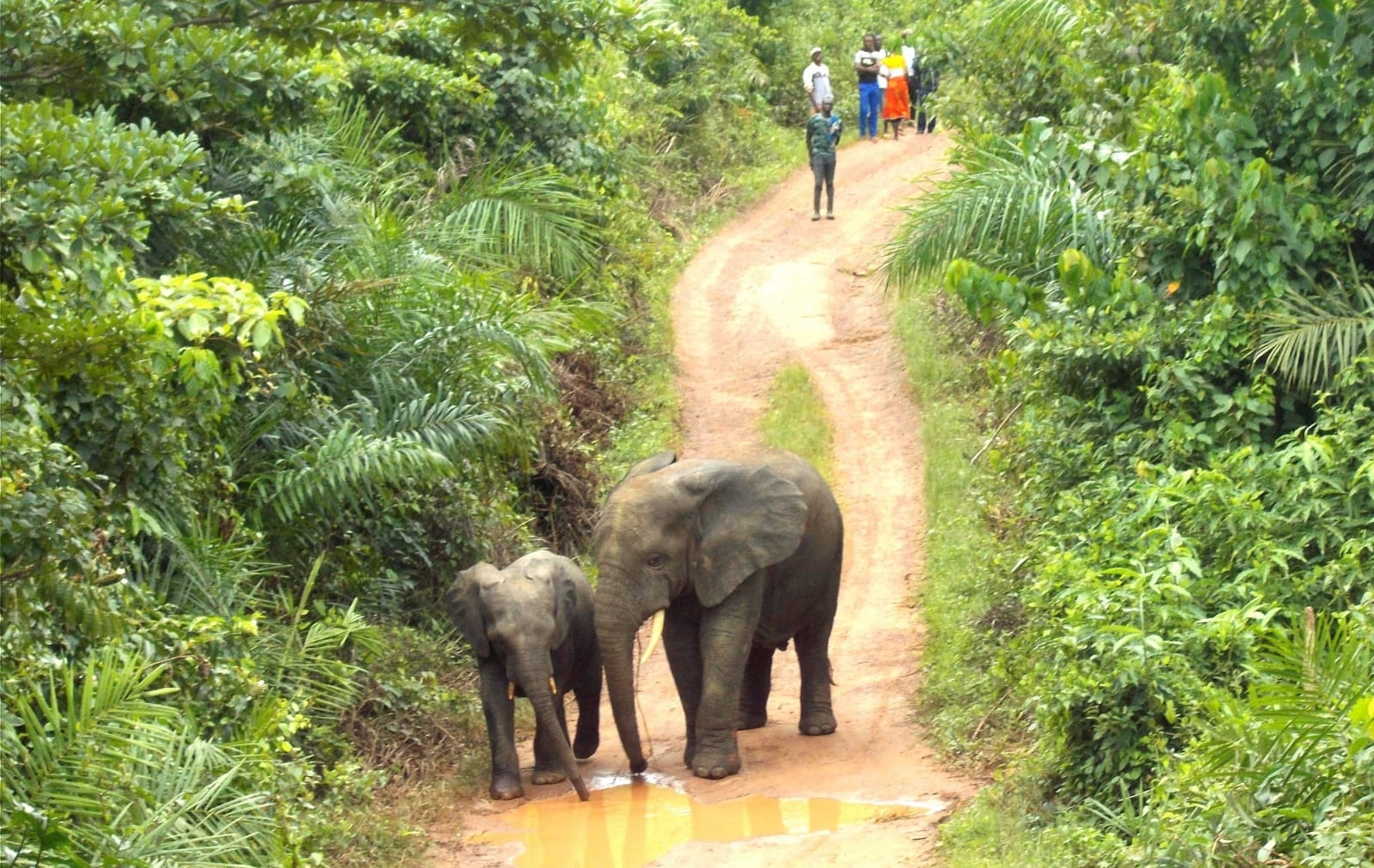 Protect Liberia Endangered Forest Elephants