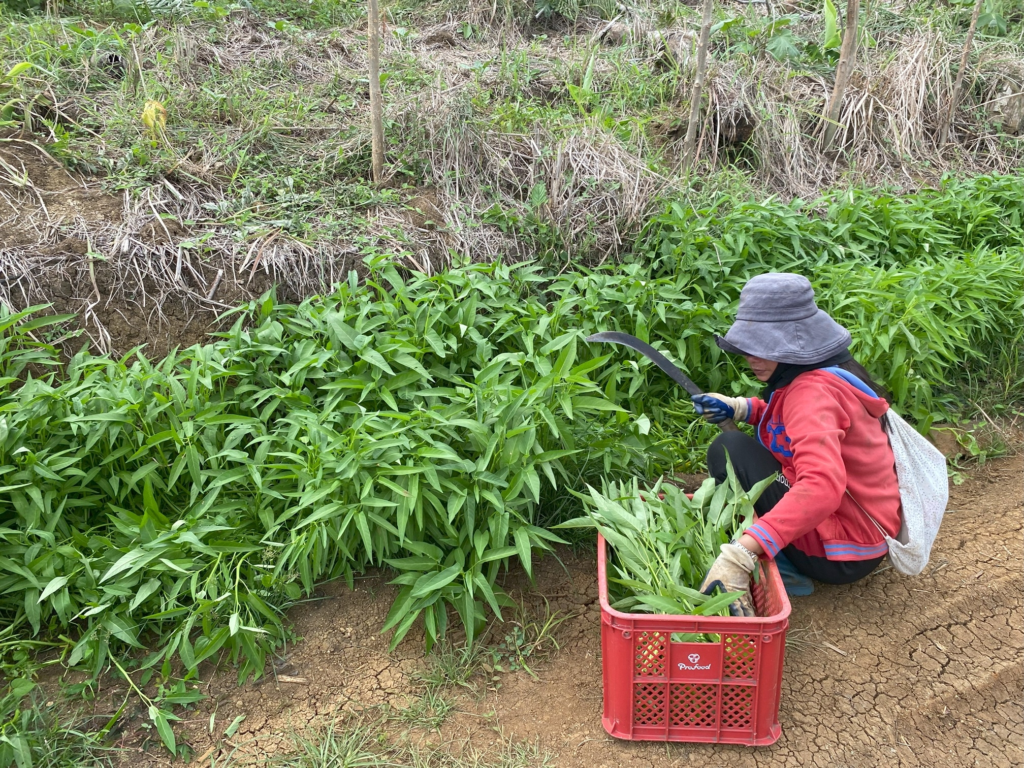 Young Farmers Microloan Empowerment Initiative