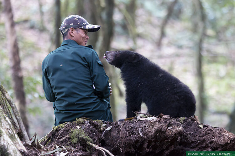 Support rescue and rehabilitate Bear cubs