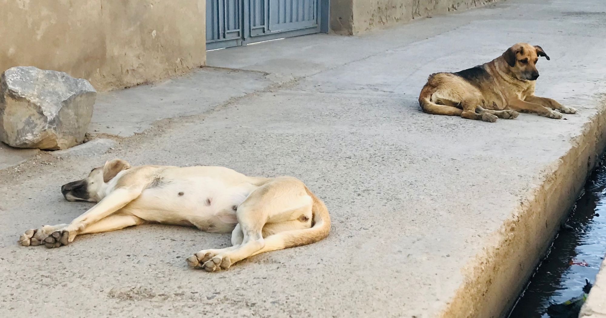 Rescue 9,000 Street Dogs in Afghanistan