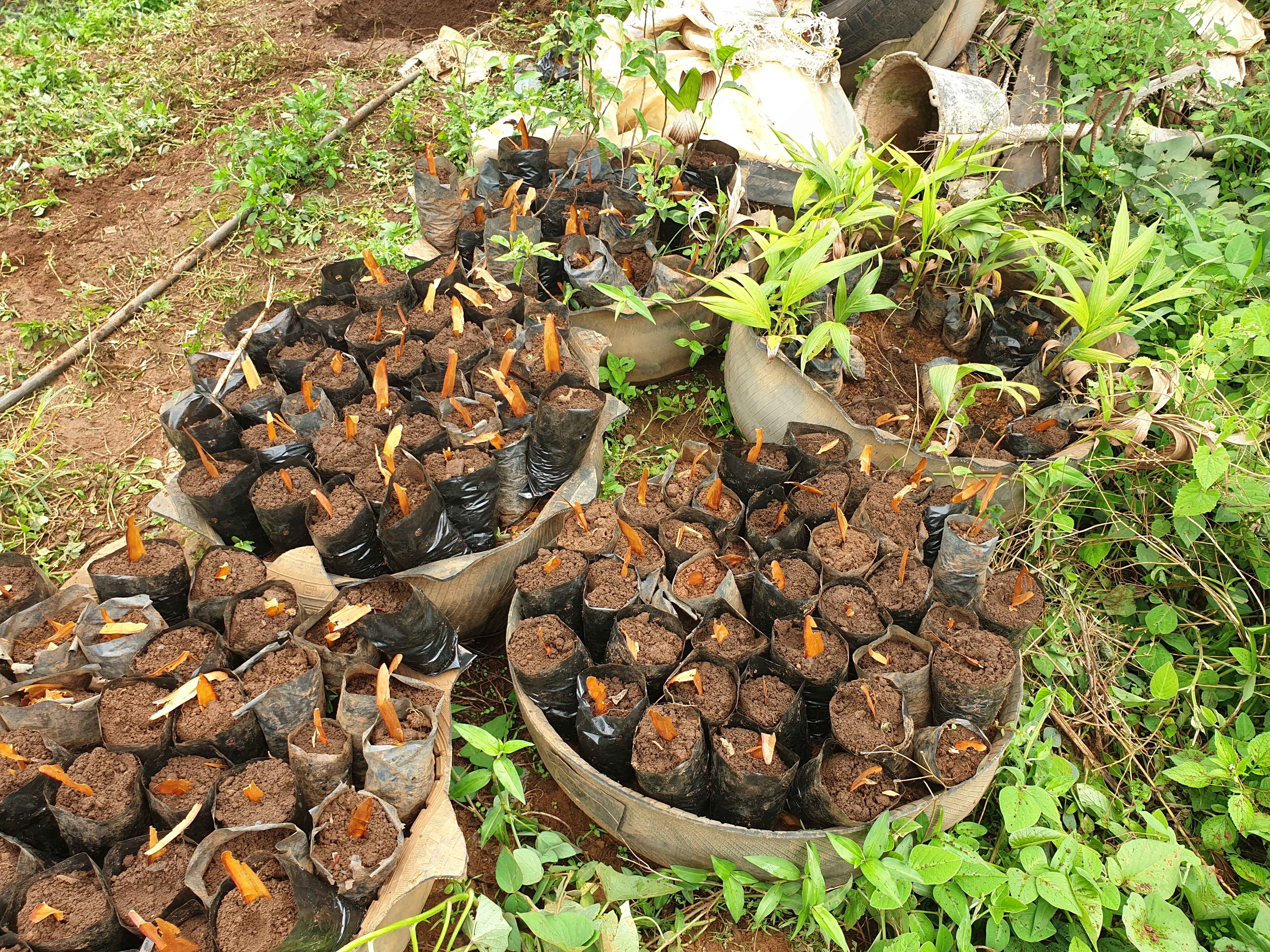 Green Futures for 500 Women/Youths in North West