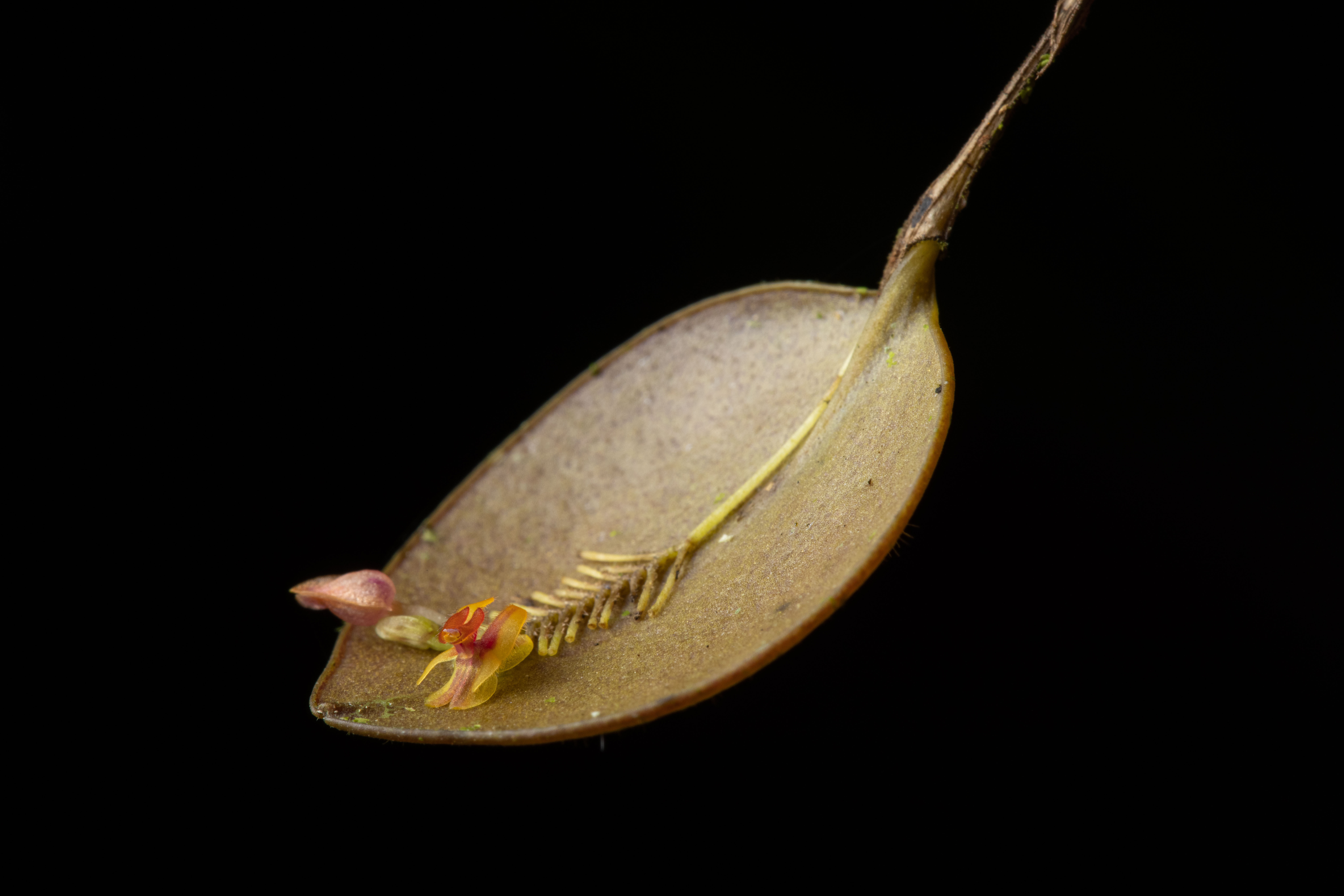 Save rare orchids in Ecuador from deforestation!