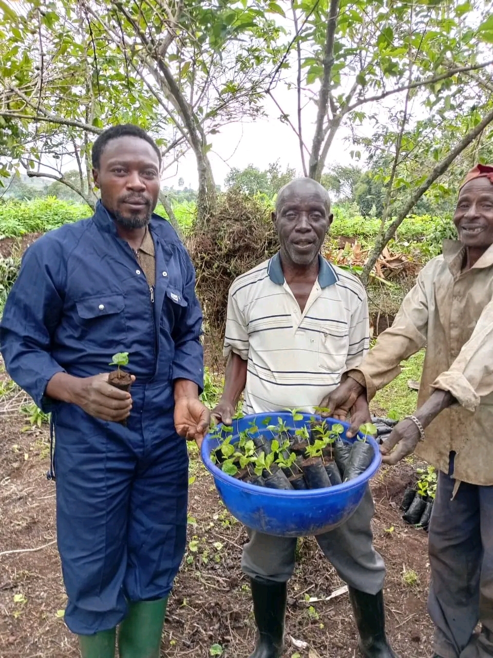 Planter of 500,000 trees in DRC damaged forests