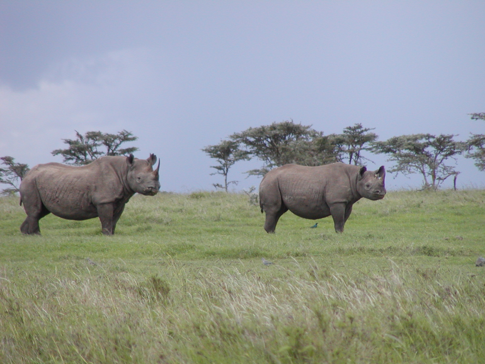 Earthwatch Expedition: Saving Kenya's Black Rhinos