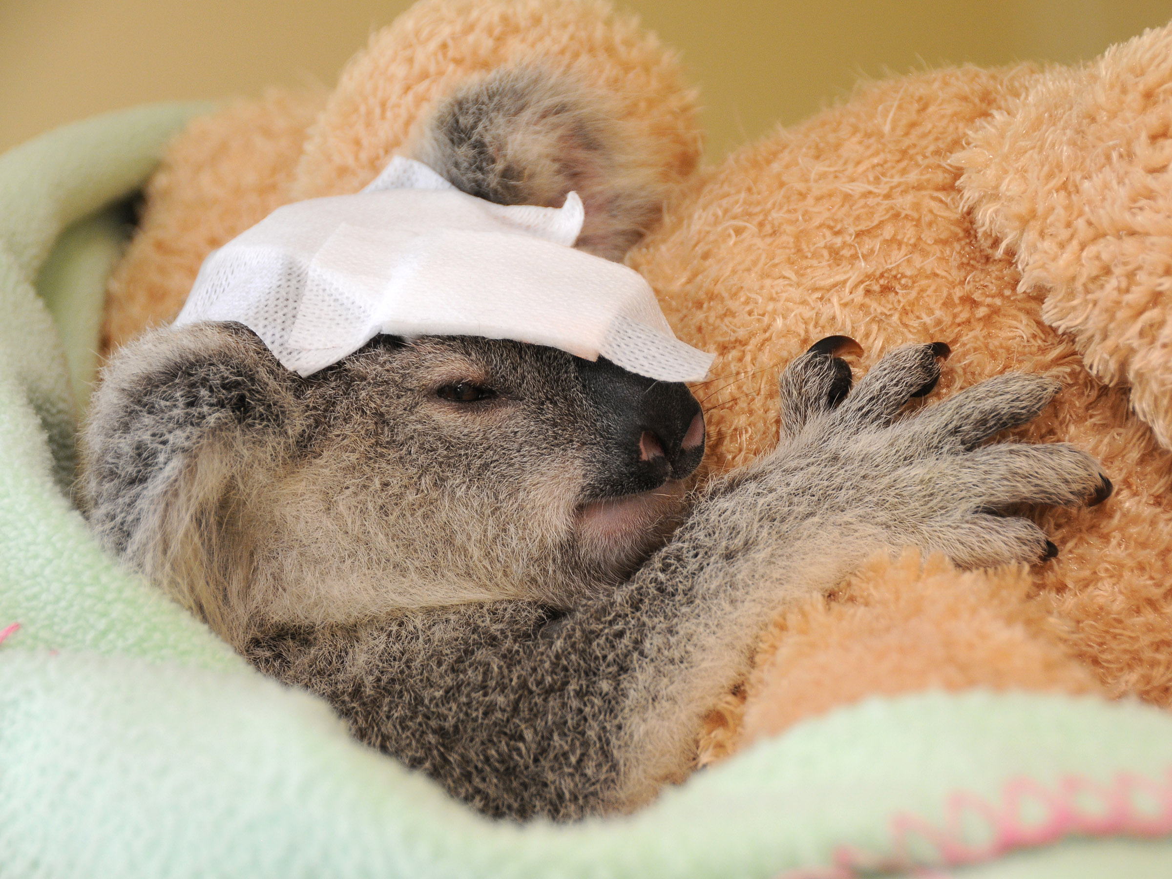 Treating patients @Australia Zoo Wildlife Hospital