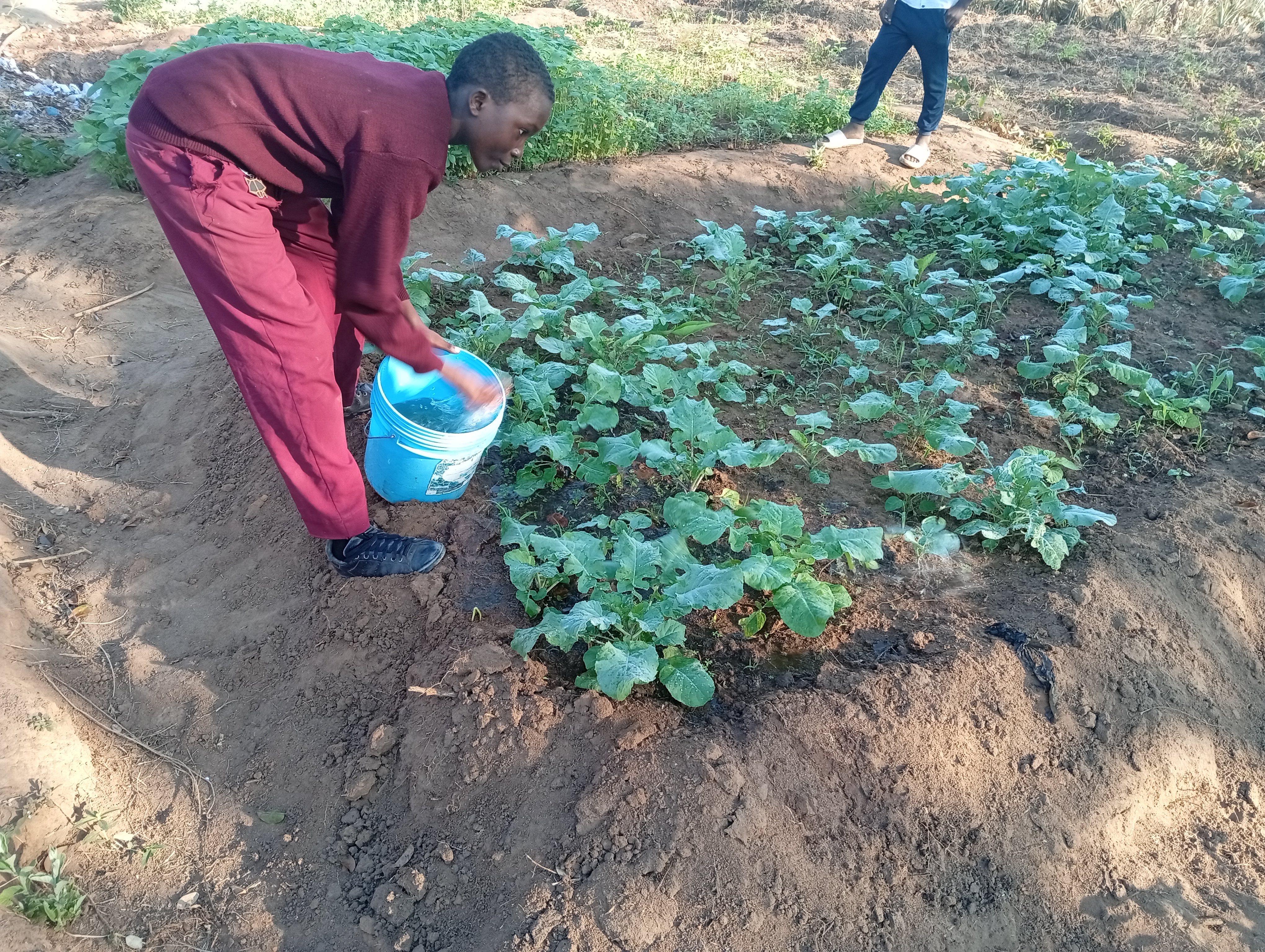 Help Schools Plant Fruits Trees in Tanzania