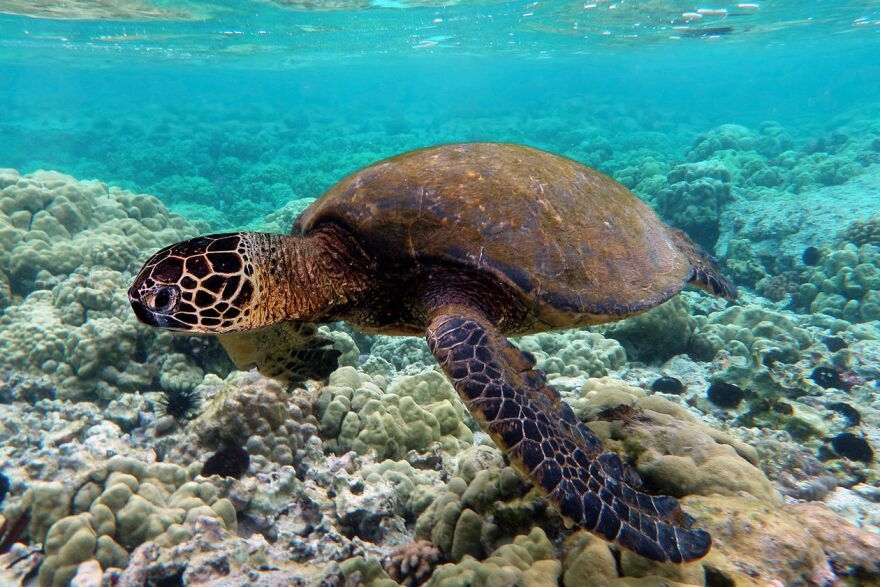 Rescue Endangered Species of Turtles  Indian Ocean