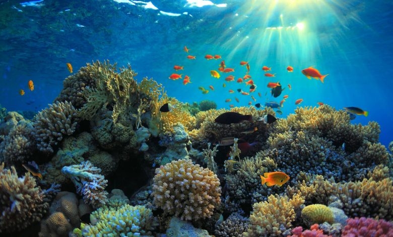 Preserve Coral Reefs near Indian Ocean in Tanzania