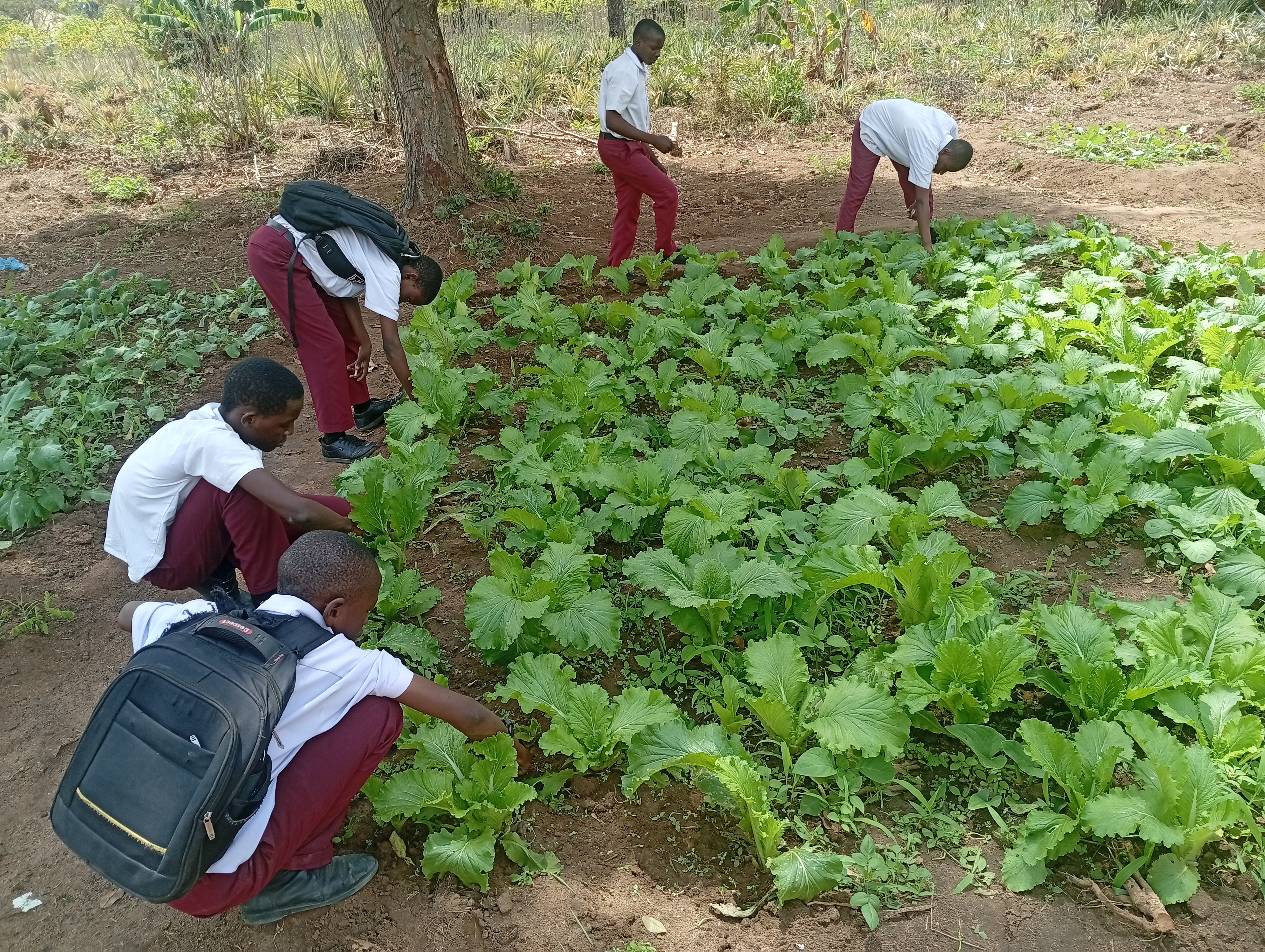 Support Sustainable Agriculture for 10,000 Farmers